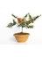 Bonsai Ateş Dikeni 1
