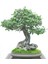 Murat Tohum Bodur Bonsai Keçiboynuzu Ağacı Tohumu 5'li Tohum 2