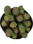 Crassula Baby’S Necklace Sukulent 1