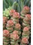 Crassula Baby’S Necklace Sukulent 2