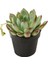 Echeveria Pulidonis 1
