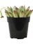 Echeveria Pulidonis 2