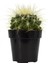 Echinocactus Grusonii Golden Barrel Kaktüs 3