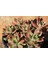 Graptosedum Calıfornıa Sunset Sukulent 4