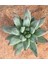 Pachyveria Glauca Little Jewel Sukulent 3