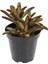 Kalanchoe Tomentosa Cinnamon Sukulent 1