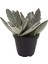 Kalanchoe Tomentosa Panda Plant Sukulent 1