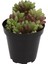 Sedum Rubrotinctum Aurora Sukulent 1