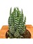 Ahşap Eskitme Saksılı Haworthia Nadir Tür 2