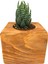 Ahşap Eskitme Saksılı Haworthia Nadir Tür 3