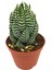 Haworthia Discata Nadir Tür 1