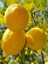 Tüplü Yediveren Limon Fidanı 1