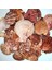 Gerçek Deniz Kabuğu 1000 gr Paket Pecten Novalıs Naturel 1