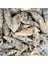 Gerçek Deniz Kabuğu 1000 gr Paket Cerıthıum Nodulosum 1