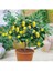 Bodur Bonsai Limon Ağacı Tohumu Italyan Limon 5 Adet Tohum 2