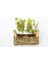 Ofis Bitkisi Buxus 2 Adet - Twin Set 1