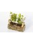 Ofis Bitkisi Buxus 2 Adet - Twin Set 2
