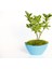 Bonsai Euonymus Japonica Aurea 3 Adet 1