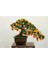 Murat Tohum Bodur Bonsai Kayısı Ağacı Tohumu Ekim Seti 2 Adet Tohum + Saksı + Toprak 3