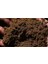 Murat Tohum Bodur Bonsai Kayısı Ağacı Tohumu Ekim Seti 2 Adet Tohum + Saksı + Toprak 5