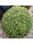 Tacirdepoticaret Tüplü Şimşir (Buxus Sempervirens) Fidanı 2