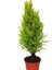 Tacirdepoticaret Limoni Servi (Cupressus Macrocarpa) Fidanı (20/30 Cm)-5 Adet 1