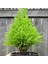 Tacirdepoticaret Limoni Servi (Cupressus Macrocarpa) Fidanı (20/30 Cm)-5 Adet 2