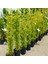 Tacirdepoticaret Limoni Servi (Cupressus Macrocarpa) Fidanı (20/30 Cm)-5 Adet 3