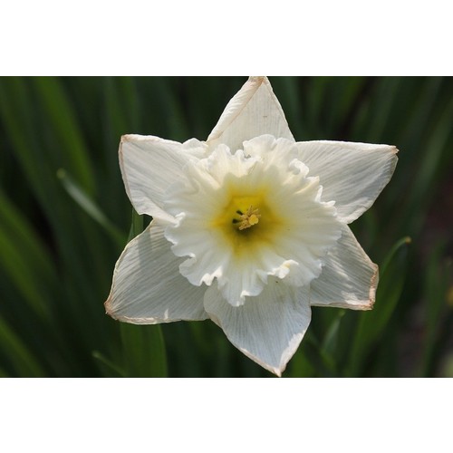 boothas nergis cicegi tohumu 15 li fiyati taksit secenekleri