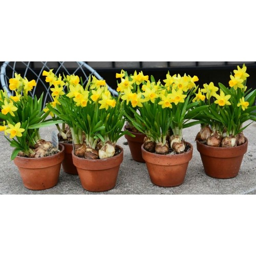 boothas nergis cicegi tohumu 15 li fiyati taksit secenekleri