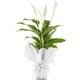 Salon Bitkileri Barış Çiçeği Kar Beyazı Spatifilyum