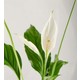 Salon Bitkileri Barış Çiçeği Kar Beyazı Spatifilyum