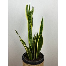 Chloris's Garden Paşa Kılıcı Sansevaria Peygamber Kılıç Çiçeği 70-75 cm