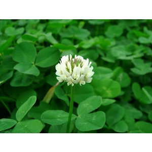 Yonca Ak Üçgül Tohumu (Trifolium Repens) - 1 kg