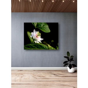 Passiflora Çarkıfelek Çiçeği Kanvas Tablo