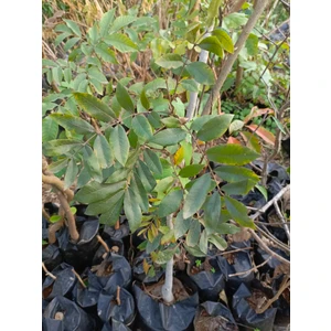 Pikan Ceviz Fidanı 50/70 cm