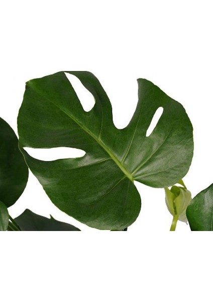 Deve Tabanı Midi Monstera Seramik Saksılı
