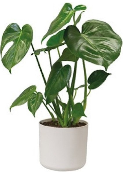 Deve Tabanı Midi Monstera Seramik Saksılı