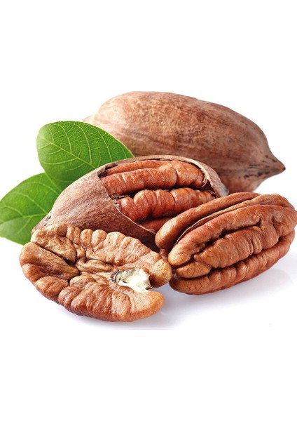 Pikan Cevizfidanı Aşılı (Açık Köklü -70 Cm)