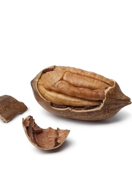 Pikan Cevizfidanı Aşılı (Açık Köklü -70 Cm) fiyatları