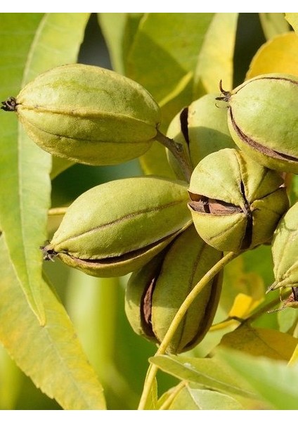 Pikan Cevizfidanı Aşılı (Açık Köklü -70 Cm) modelleri