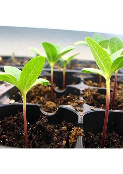 -104 Gözlü 10 LU PAKET Fide Viyolü Fide Kabı Fide Yetiştime Kabı Sebze Viyolü modelleri