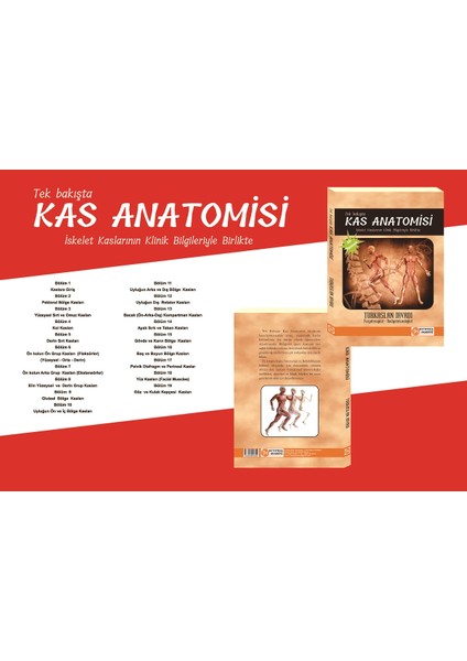 Tek Bakışta Kas Anatomisi - Turkaslan Javadi