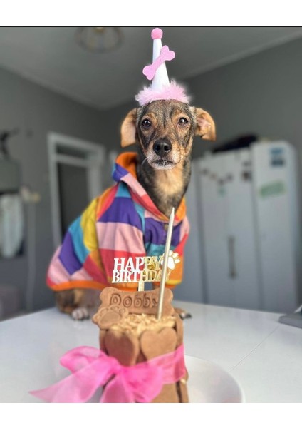 Köpekler Için Doğum Günü Parti Seti (Pembe) - Doğum Günü Pastası, Tasarım Pleksi, Doğum Günü Şapkası modelleri