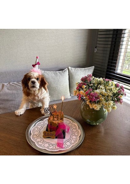 Köpekler Için Doğum Günü Parti Seti (Pembe) - Doğum Günü Pastası, Tasarım Pleksi, Doğum Günü Şapkası fırsatları
