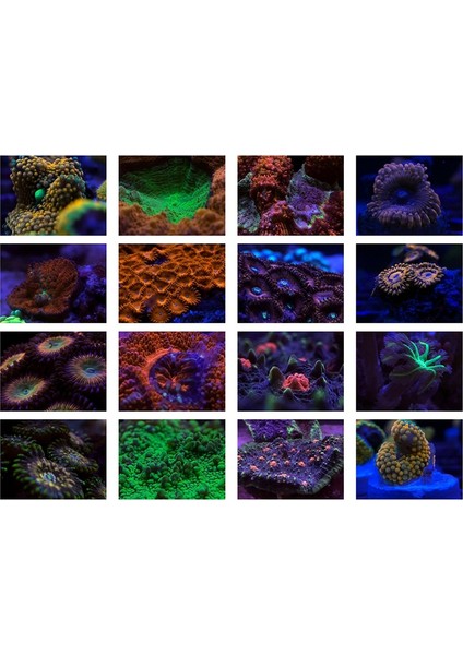 Akvaryum Akıllı Telefon Kamera Lens Filtresi 4 In 1 Kiti Mercan Kayalığı Akvaryum Fotoğrafçılığı Için Sarı Turuncu Lens Filtresi (Yurt Dışından) indirimleri