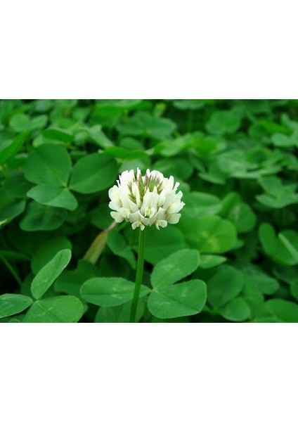 Yonca Ak Üçgül Tohumu (Trifolium Repens) - 1 kg