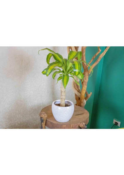 Beyaz Granit Terracota Toprak Saksıda Massengena Salon Bitkisi modelleri