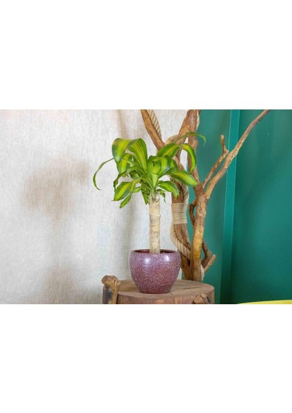 Bordo Granit Terracota Toprak Saksıda Massengena Salon Bitkisi
