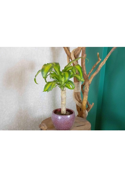 Bordo Granit Terracota Toprak Saksıda Massengena Salon Bitkisi modelleri